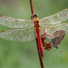 mein Freund, der Schmetterling - reload