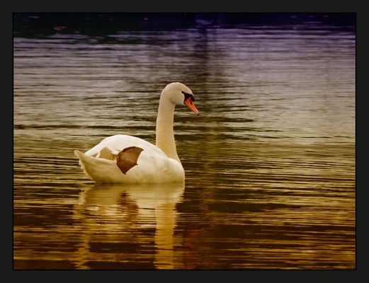 Mein Freund der Schwan 