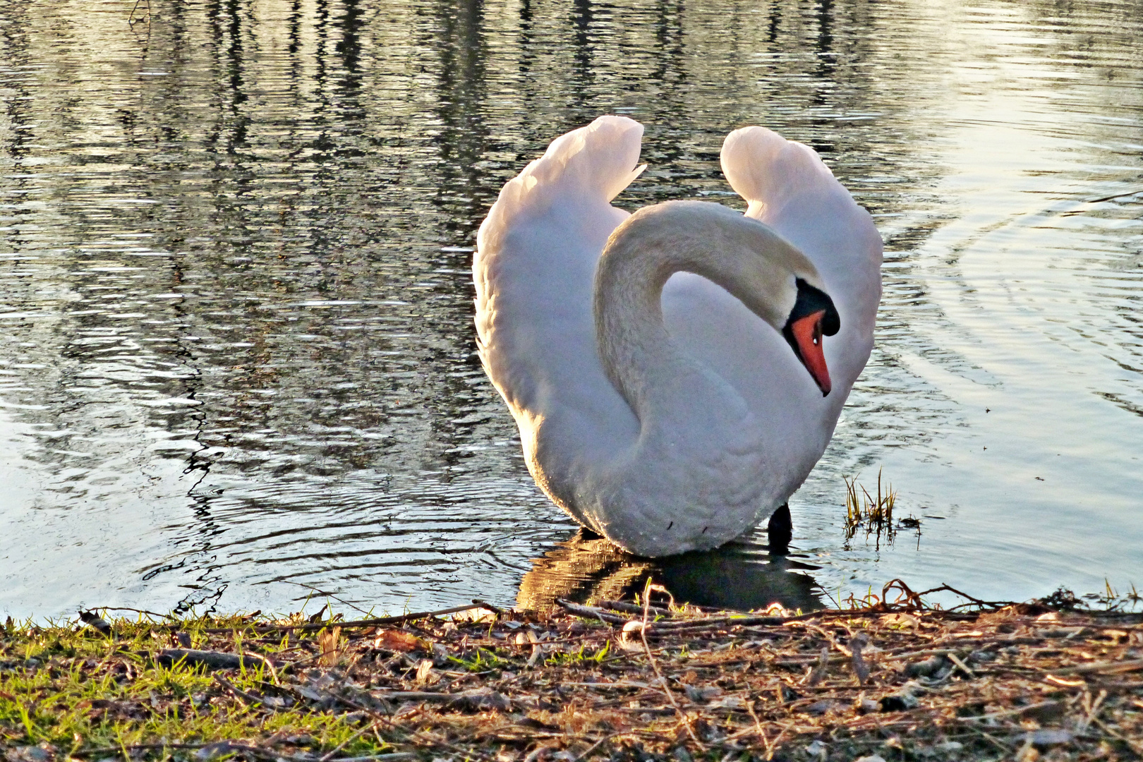 Mein Freund, der Schwan