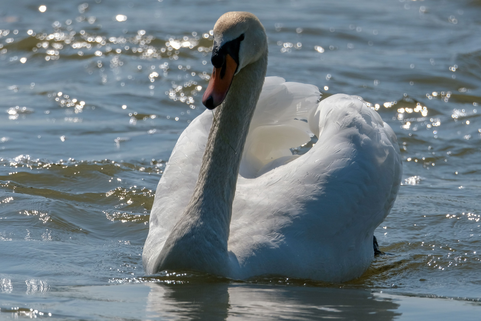 Mein Freund, der Schwan.