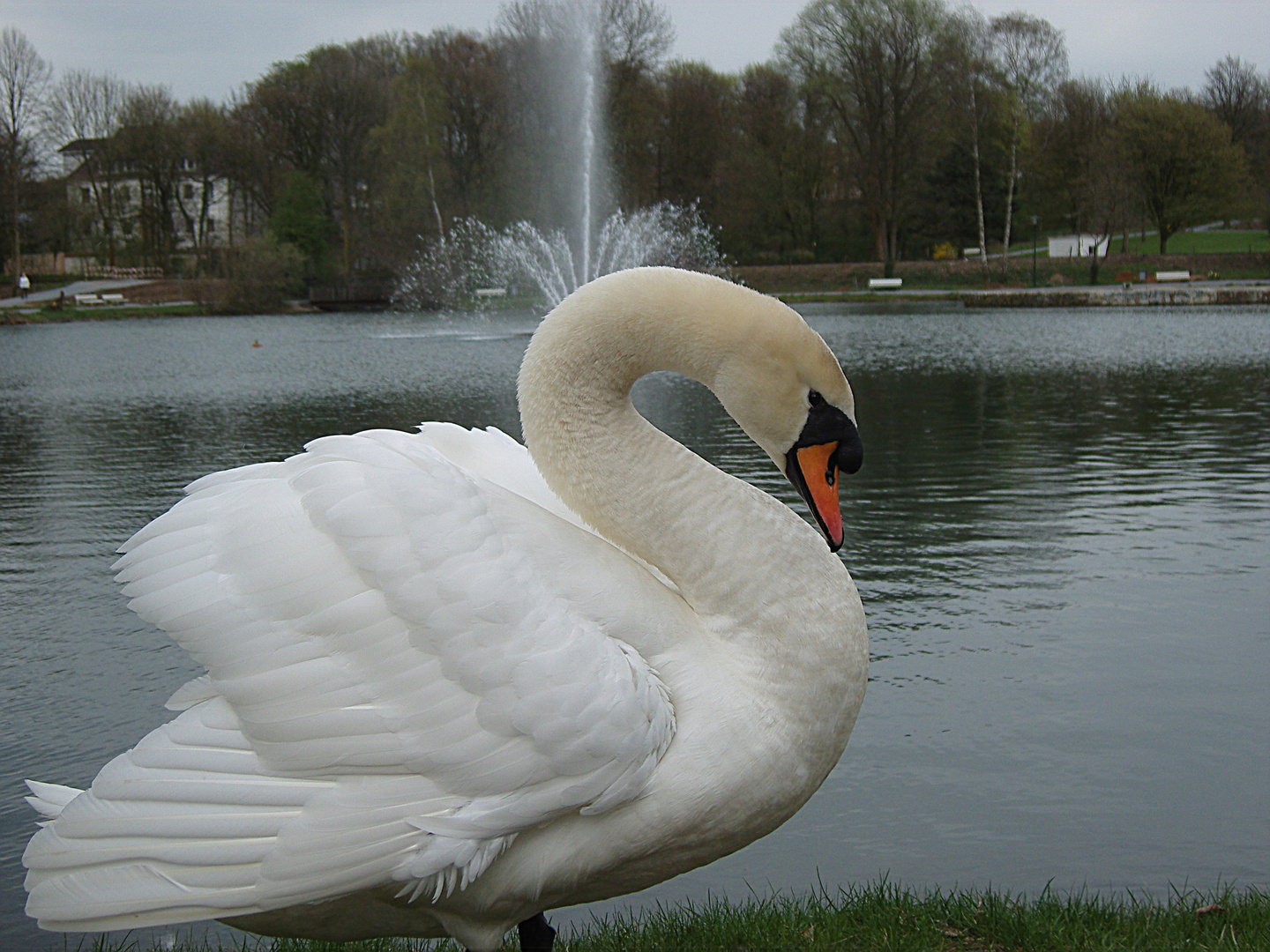 Mein Freund der Schwan