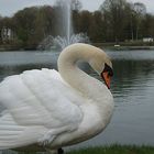 Mein Freund der Schwan