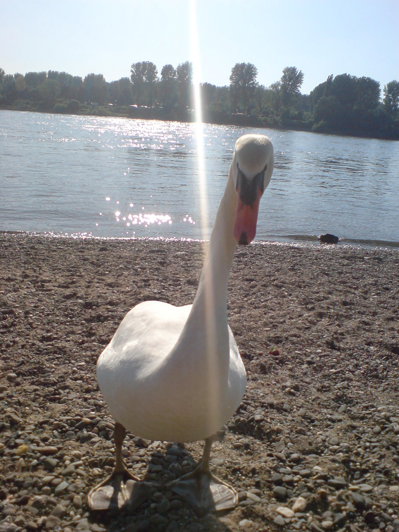 mein freund der schwan.......lol