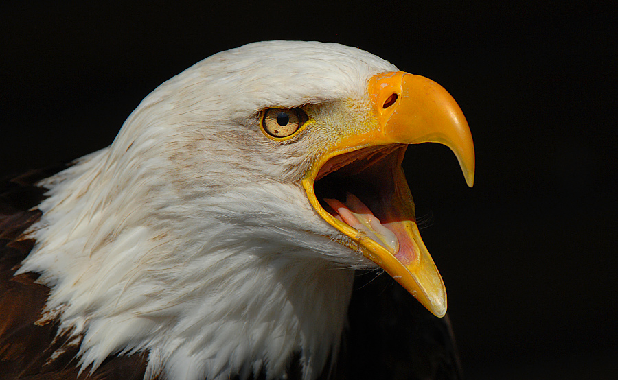 mein freund der seeadler...