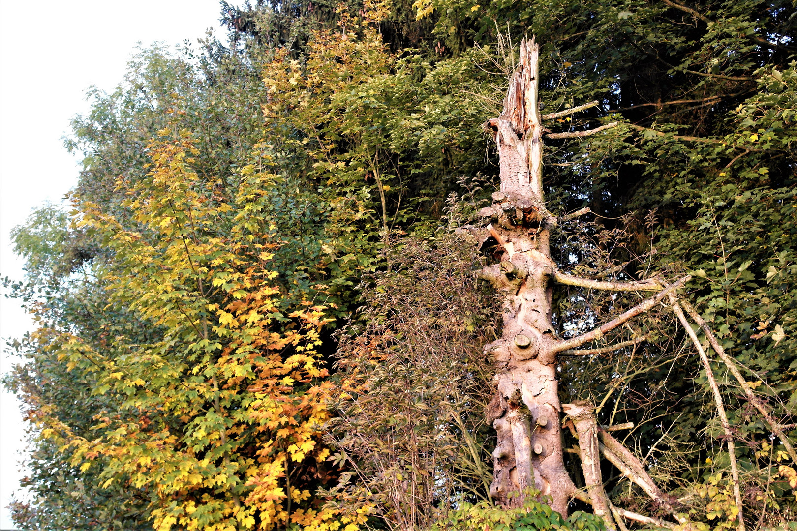 Mein Freund der tapfere Baum