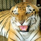 Mein Freund der Tiger