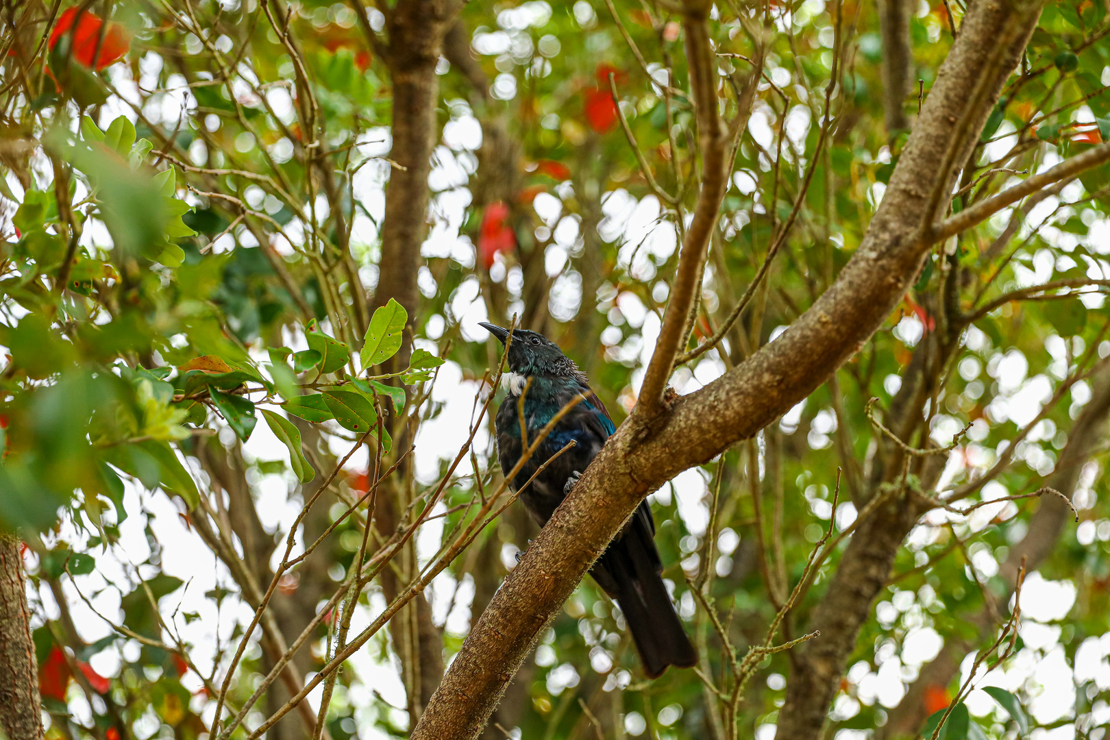 Mein Freund - der Tui