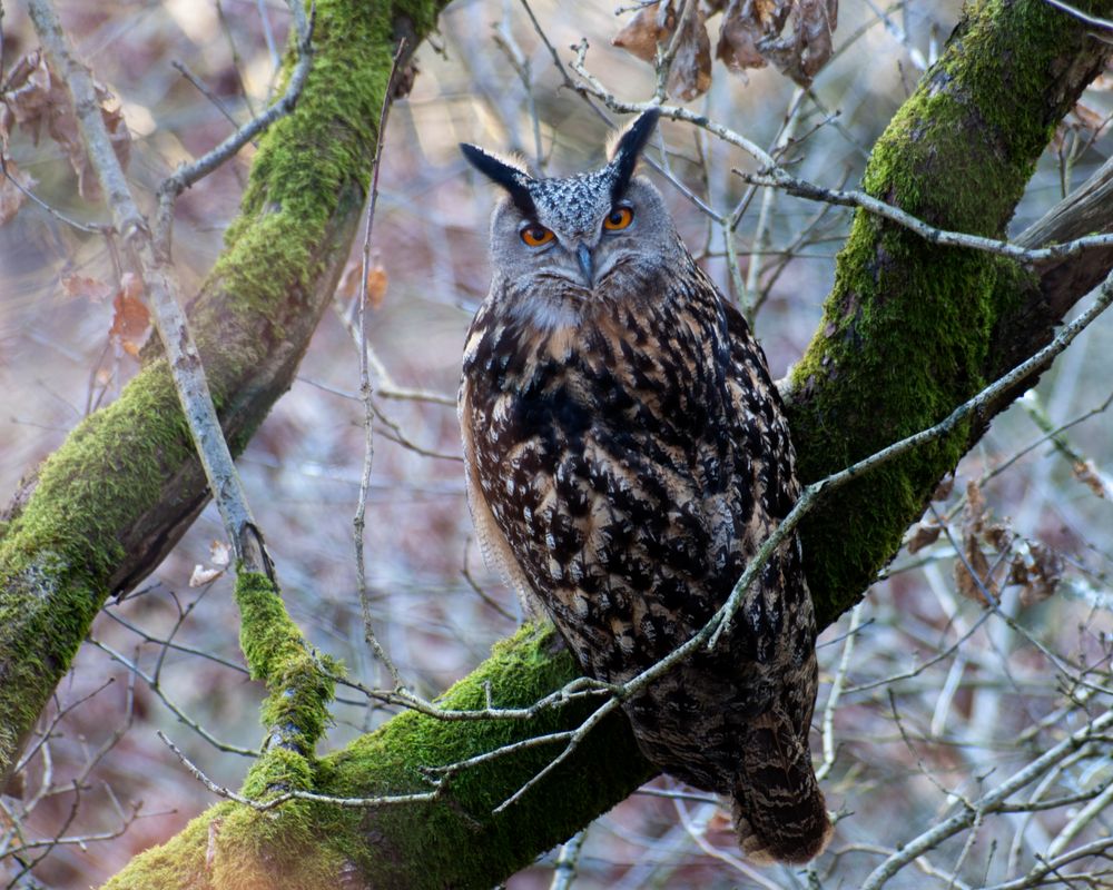 Mein Freund der Uhu, wildlife