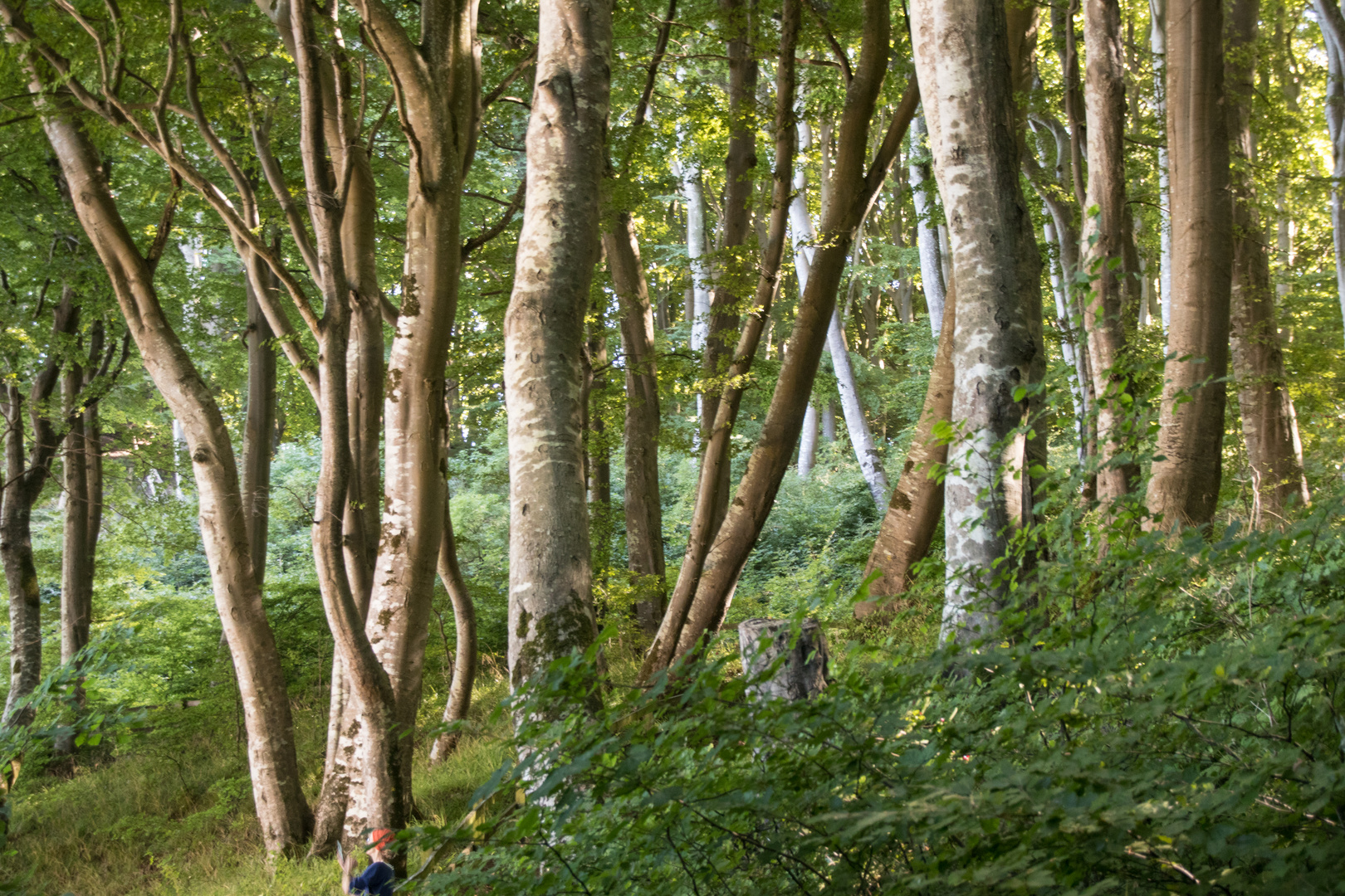 mein Freund der Wald