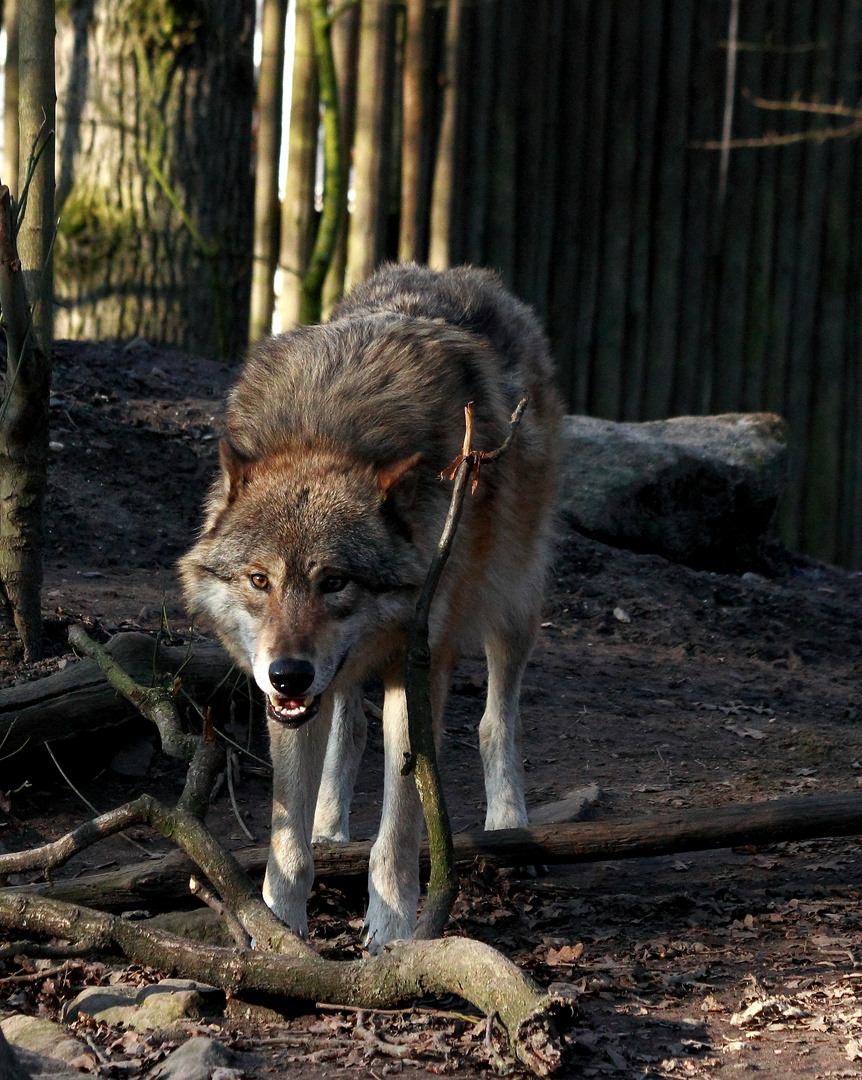 Mein Freund der Wolf 