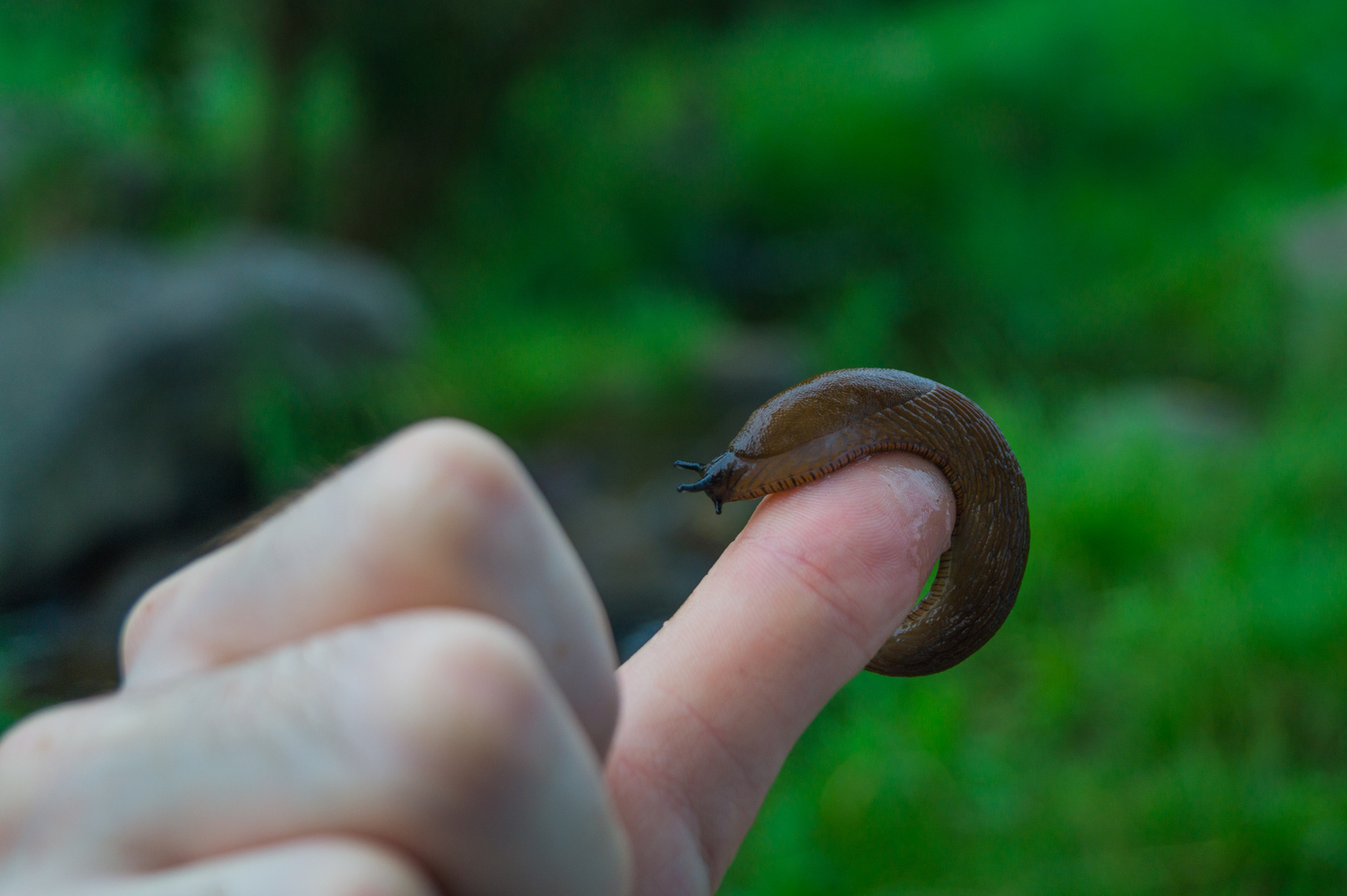 Mein Freund die Nacktschnecke.