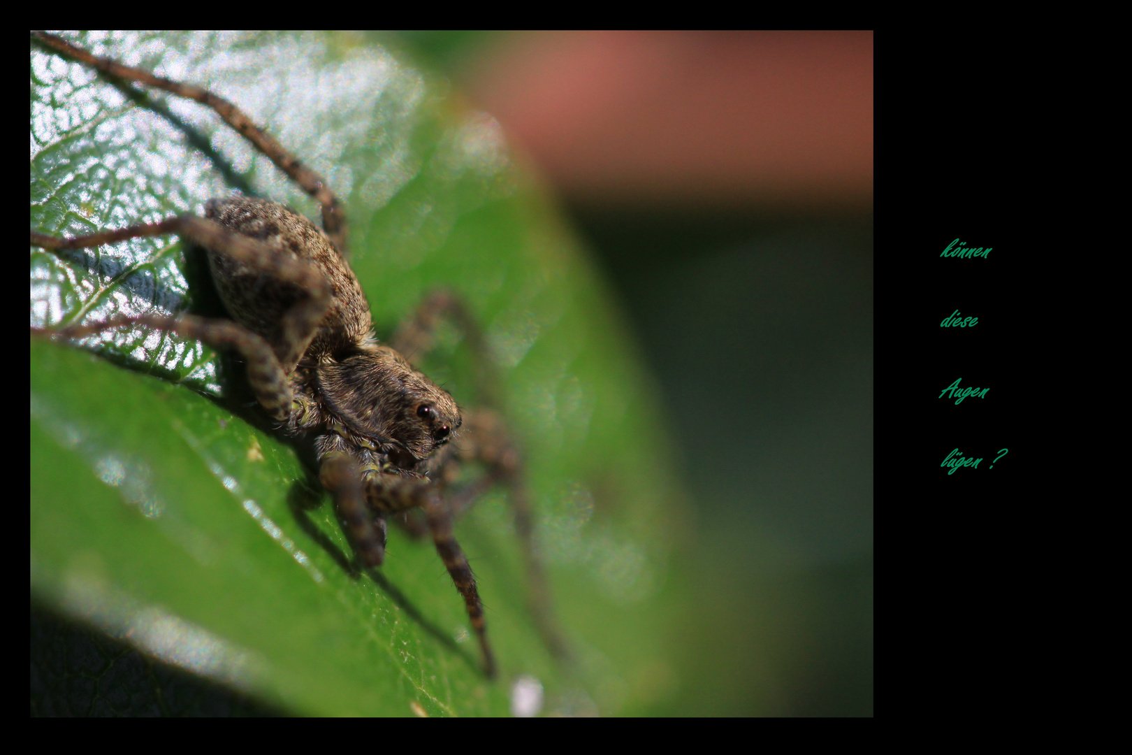 mein Freund die Spinne