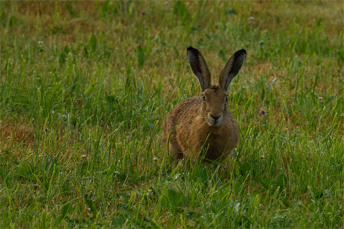 Mein Freund Harvey (Hase)