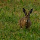 Mein Freund Harvey (Hase)