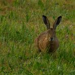 Mein Freund Harvey (Hase)