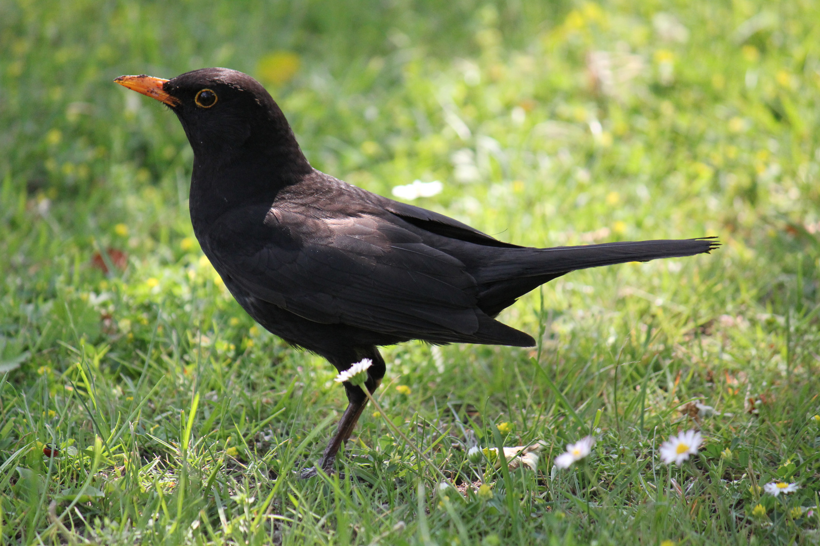 Mein Freund im Garten