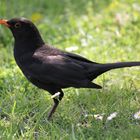 Mein Freund im Garten