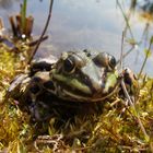 Mein Freund im Schrebergarten ... er heisst Flop :-)