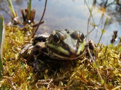 Mein Freund im Schrebergarten ... er heisst Flop :-)