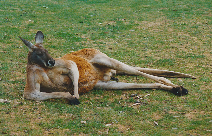 Mein Freund in Adelaide