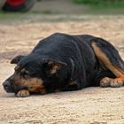 Mein Freund in Polen