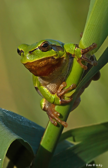 Mein Freund Kermit