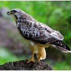 -- Mein Freund -- ( Mäusebussard männl. Nr. 3 )      ( Buteo buteo )