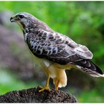 -- Mein Freund -- ( Mäusebussard männl. Nr. 3 )      ( Buteo buteo )