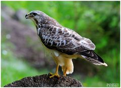 -- Mein Freund -- ( Mäusebussard männl. Nr. 3 )      ( Buteo buteo )