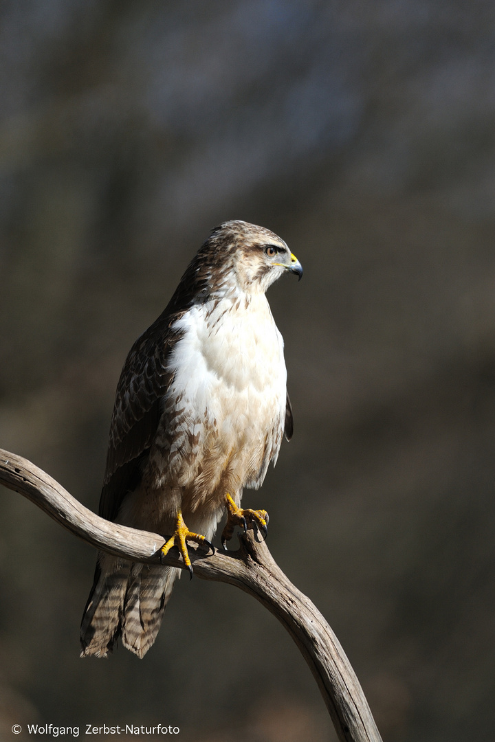 --- Mein Freund Nr. 3 ---  ( Buteo buteo )