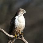 --- Mein Freund Nr. 3 ---  ( Buteo buteo )