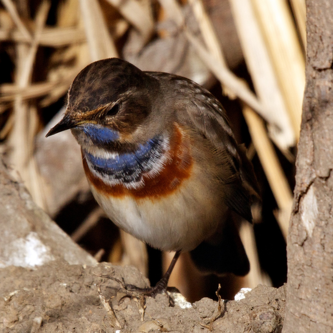 Mein Freund Roland, das Weißstern-Blaukehlchen