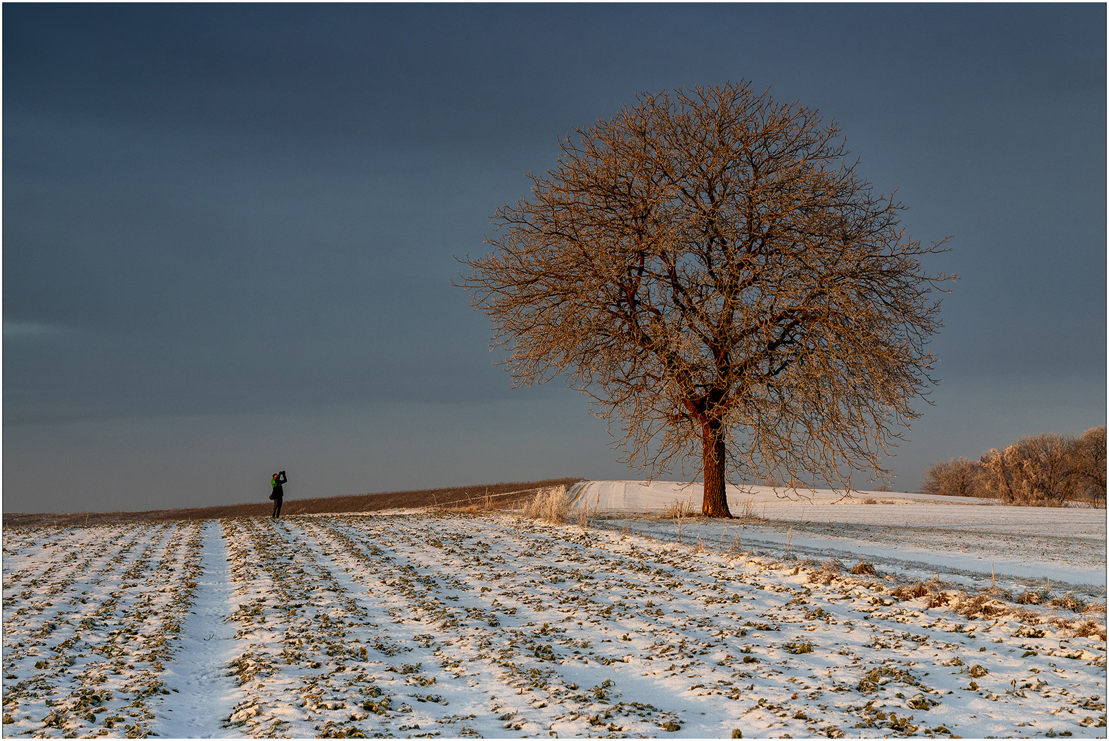 Mein Freund (und) der Baum