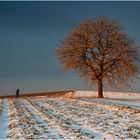 Mein Freund (und) der Baum