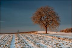 Mein Freund (und) der Baum