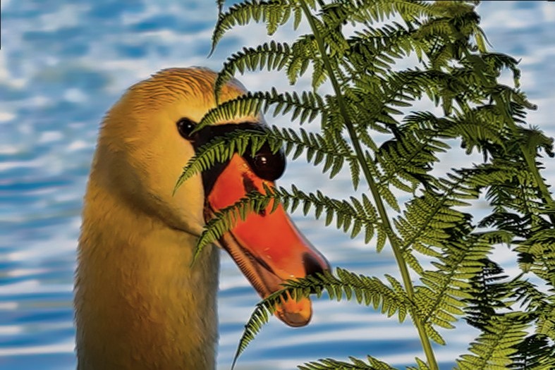 Mein Freund und Kupferstecher Foto & Bild tiere, wildlife, wild