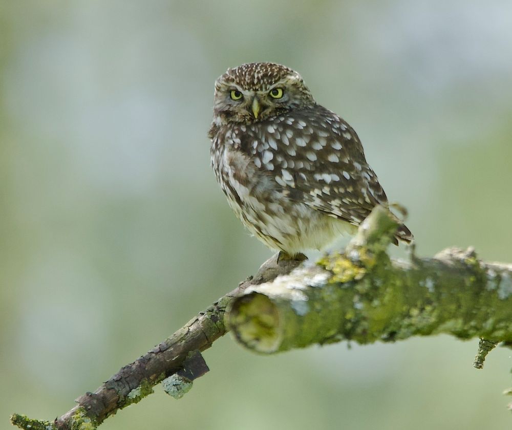 Mein Freund vom alten Bauerngarten.......