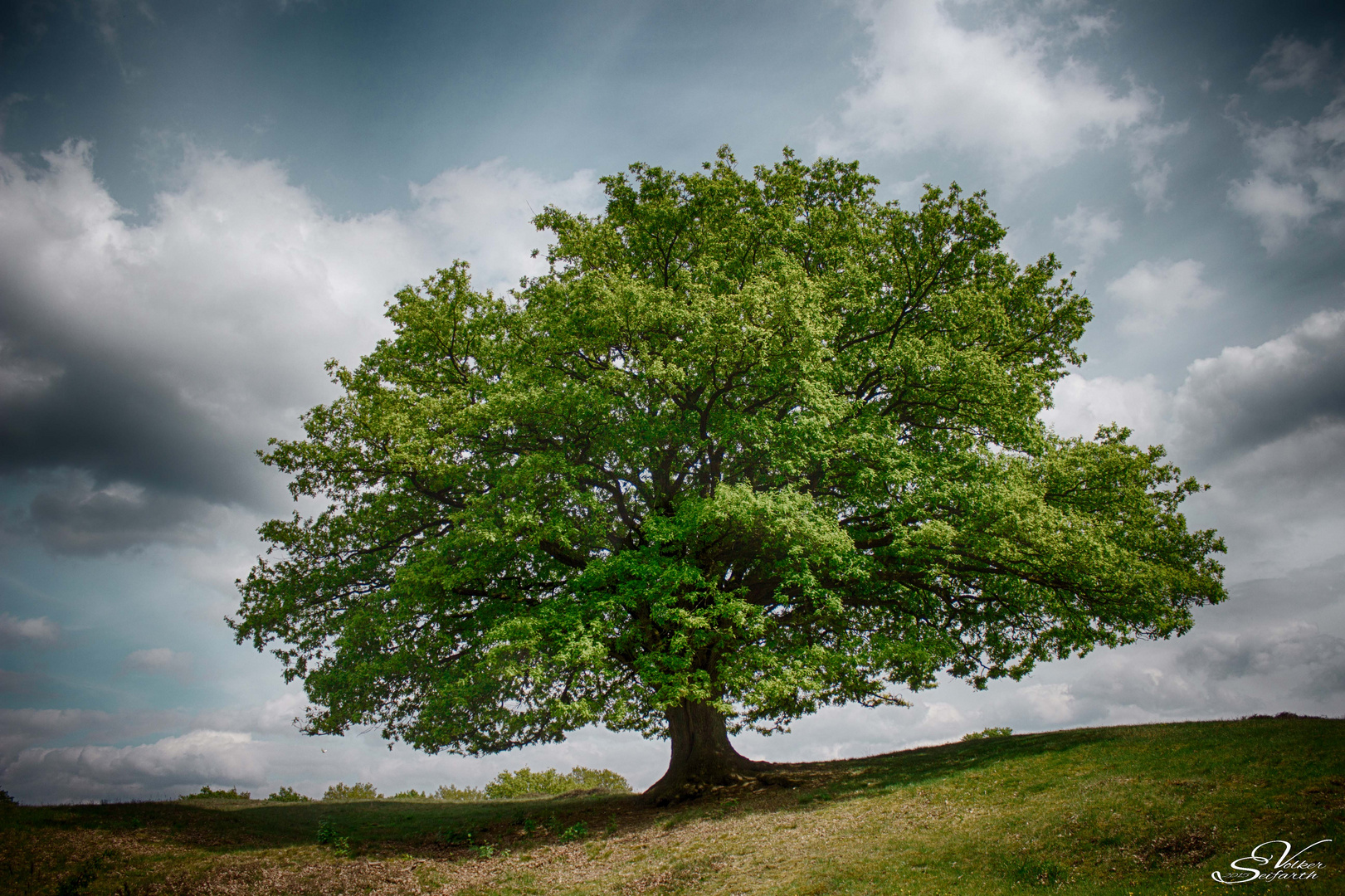 Mein Freund,der Baum