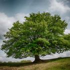 Mein Freund,der Baum