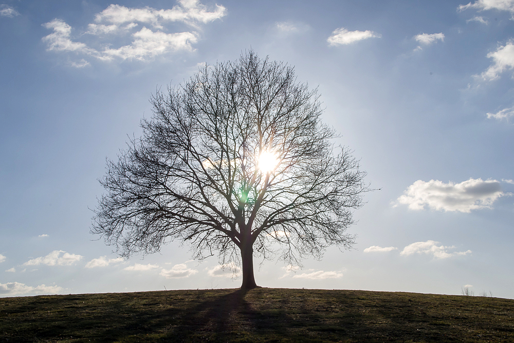 Mein Freund,der Baum