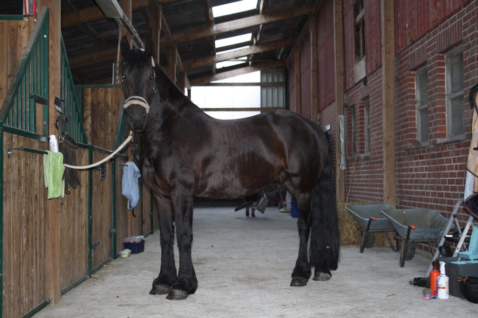 Mein Friese Lanos im Stall