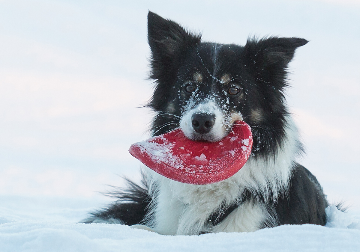 Mein Frisbee