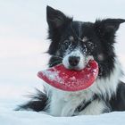 Mein Frisbee