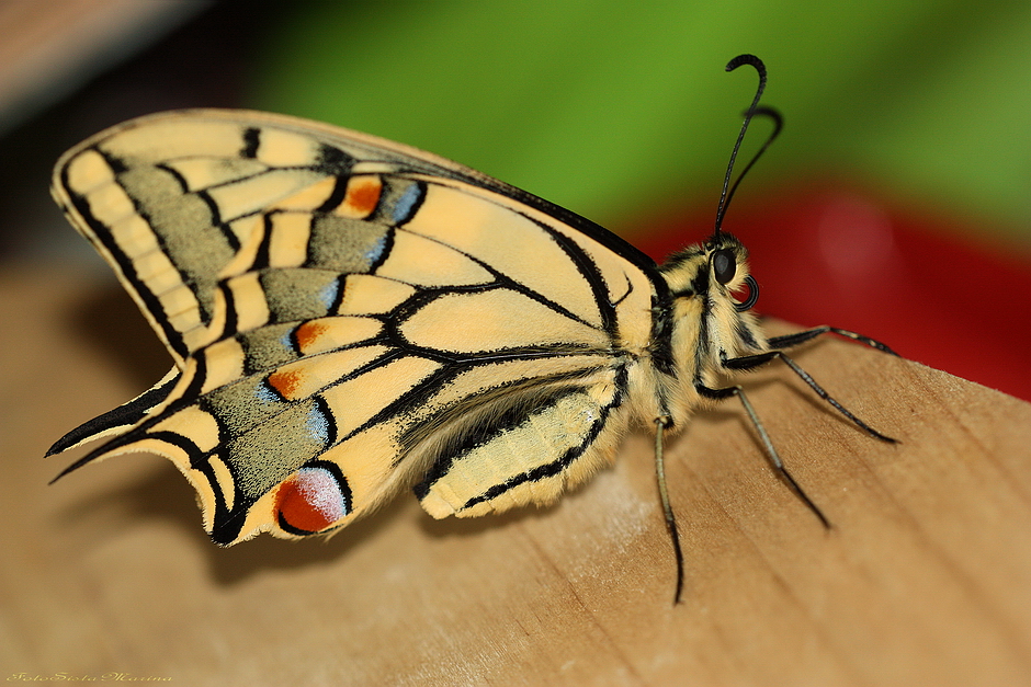 *Mein frisch geschlüpfter Papilio*