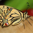 *Mein frisch geschlüpfter Papilio*