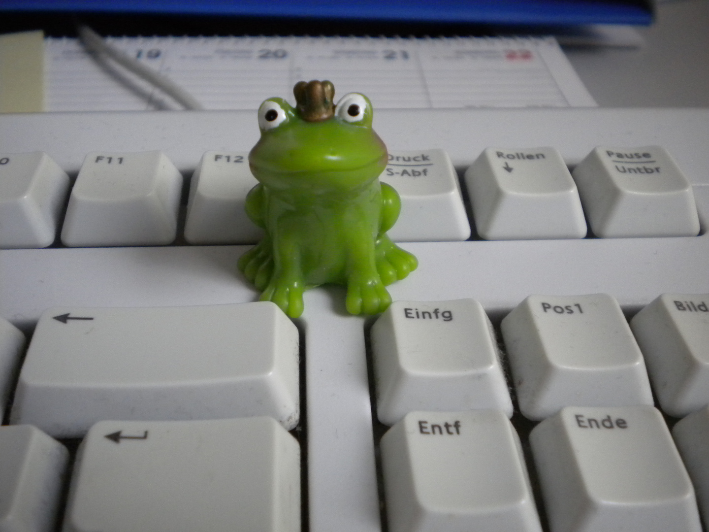 Mein Frosch - aber er hat sich noch nicht verwandelt :-(