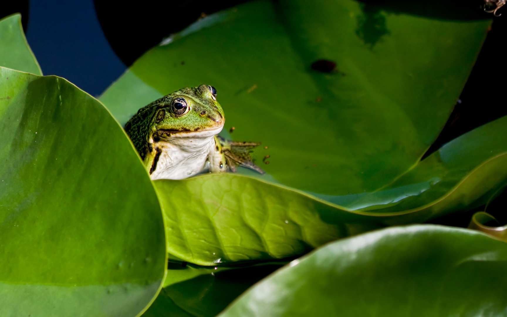 mein Frosch des Tages