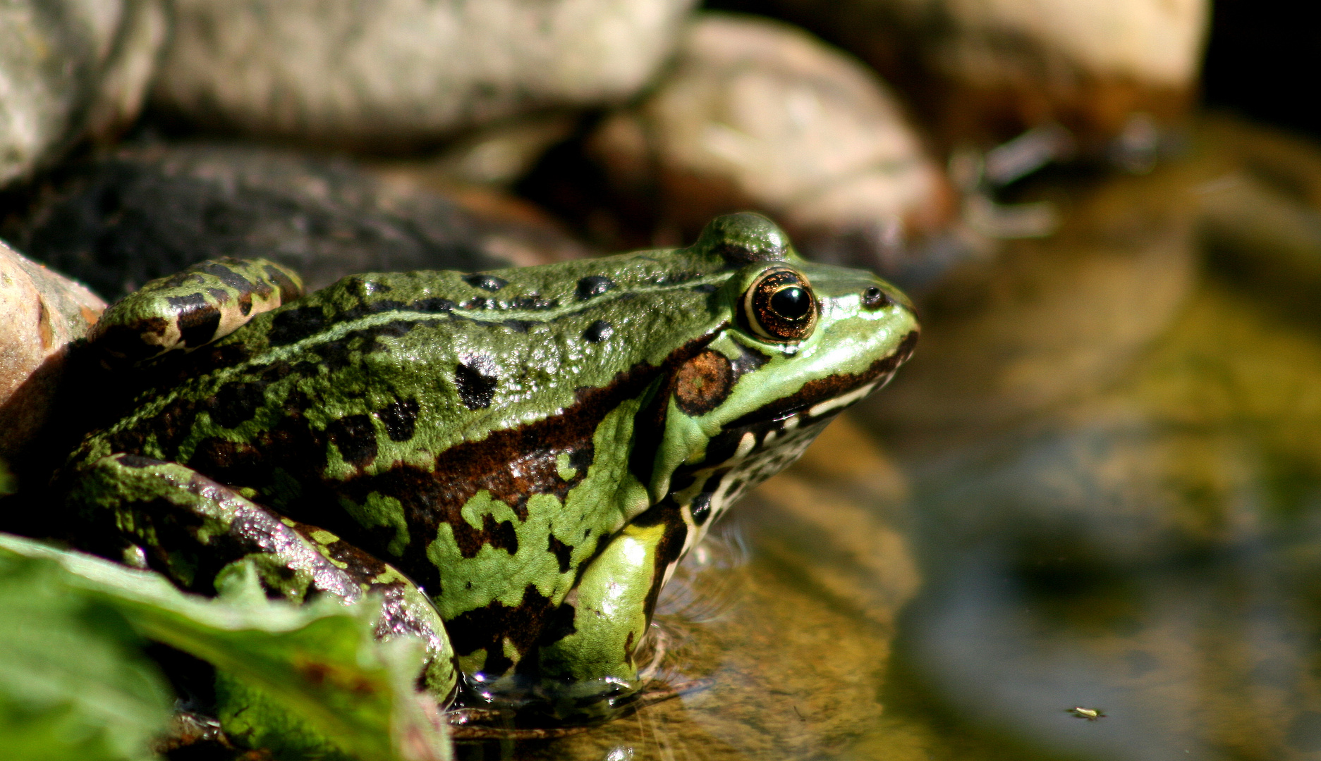 mein frosch