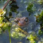 Mein Frosch im Gartenteich