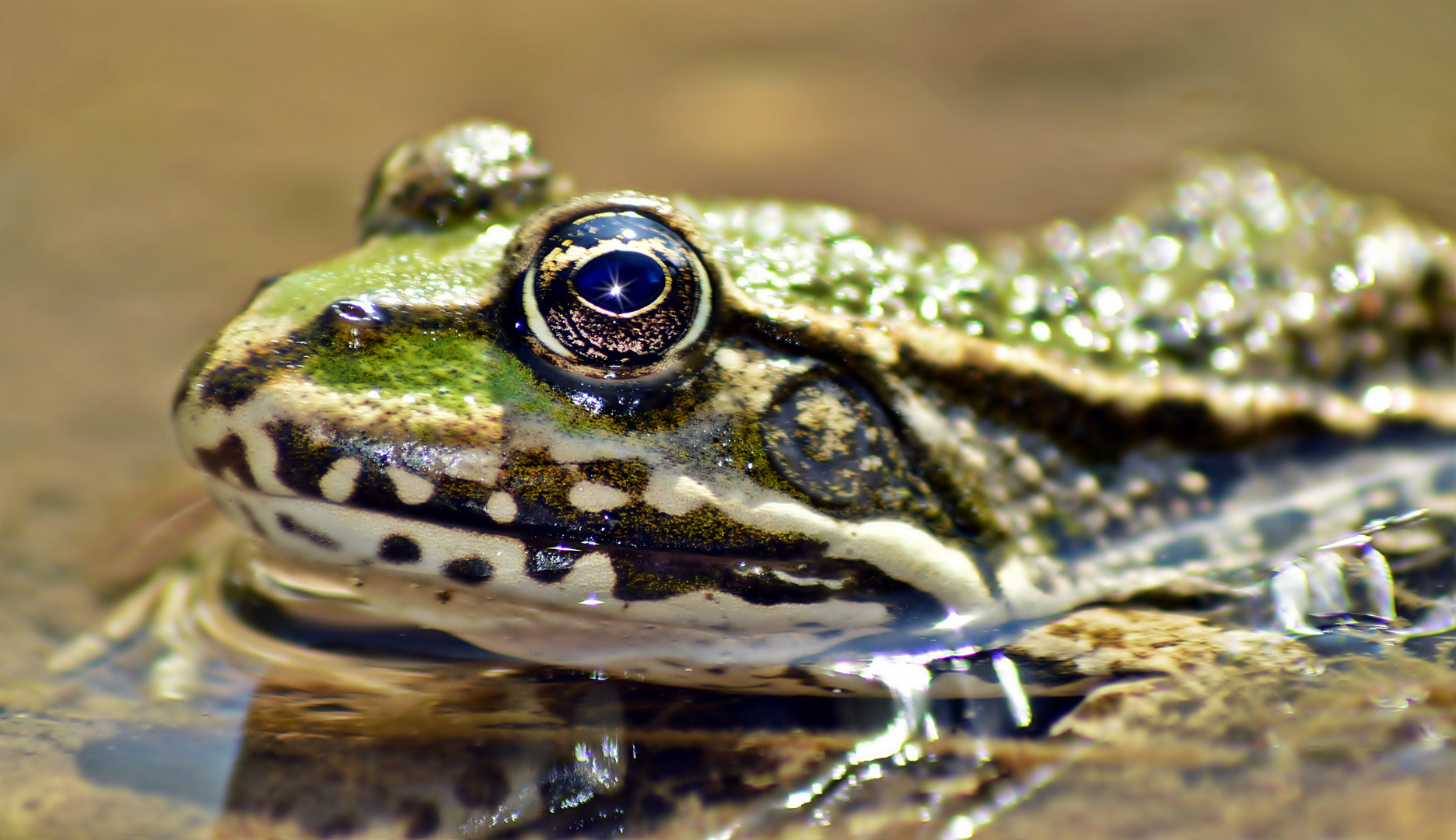 Mein Froschkönig 2012